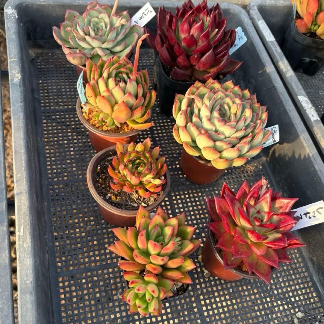 エケベリア 7種 赤い子セット 抜き苗 多肉植物