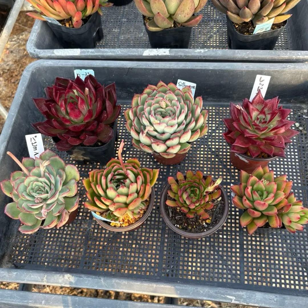 エケベリア 7種 赤い子セット 抜き苗 多肉植物