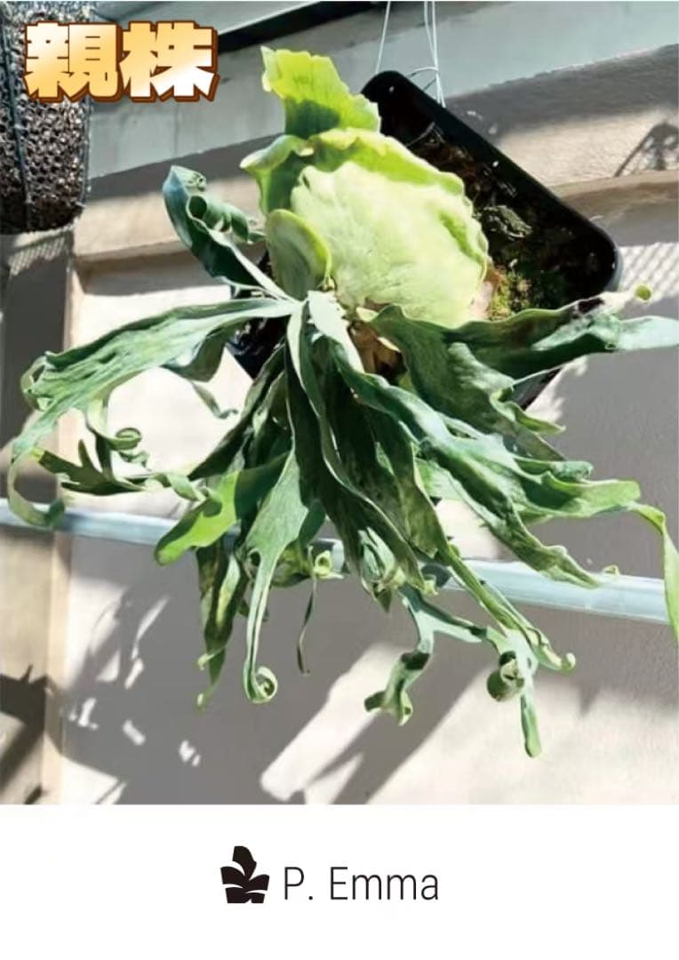 ビカクシダ P.Emma, P.Blue monkey mix spore