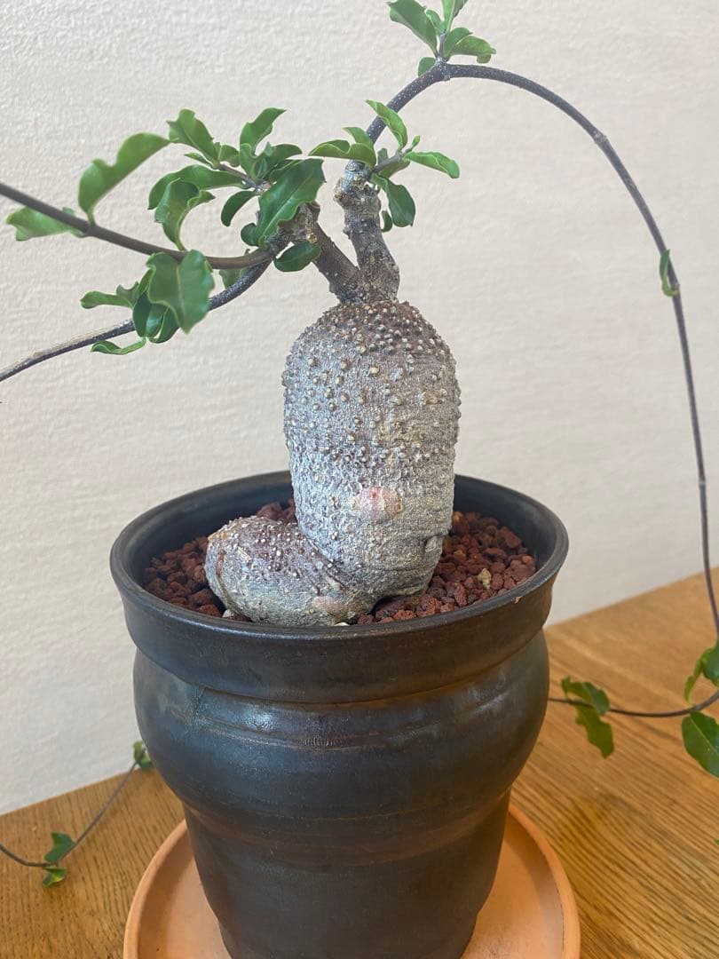 フォッケア エデュリス 火星人 Fockea edulis 抜き苗