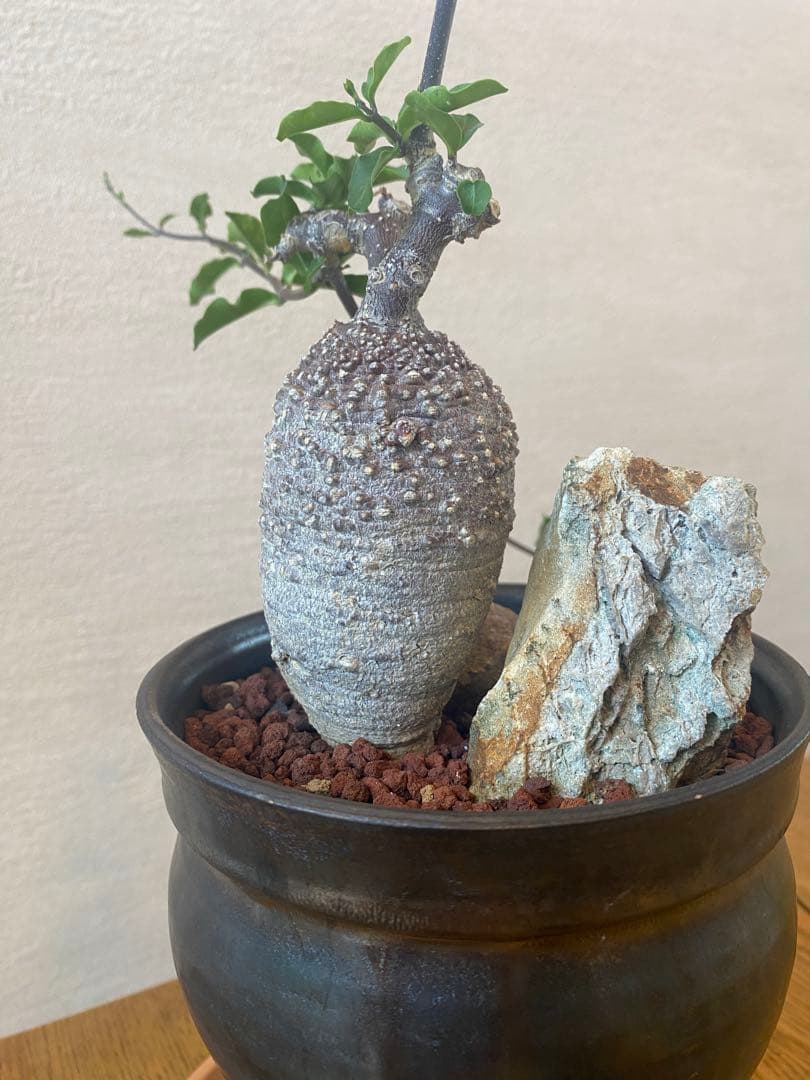 フォッケア エデュリス 火星人 Fockea edulis 抜き苗