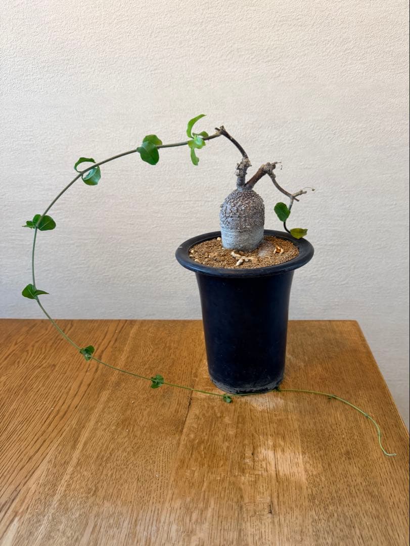 フォッケア エデュリス 火星人 Fockea edulis 抜き苗