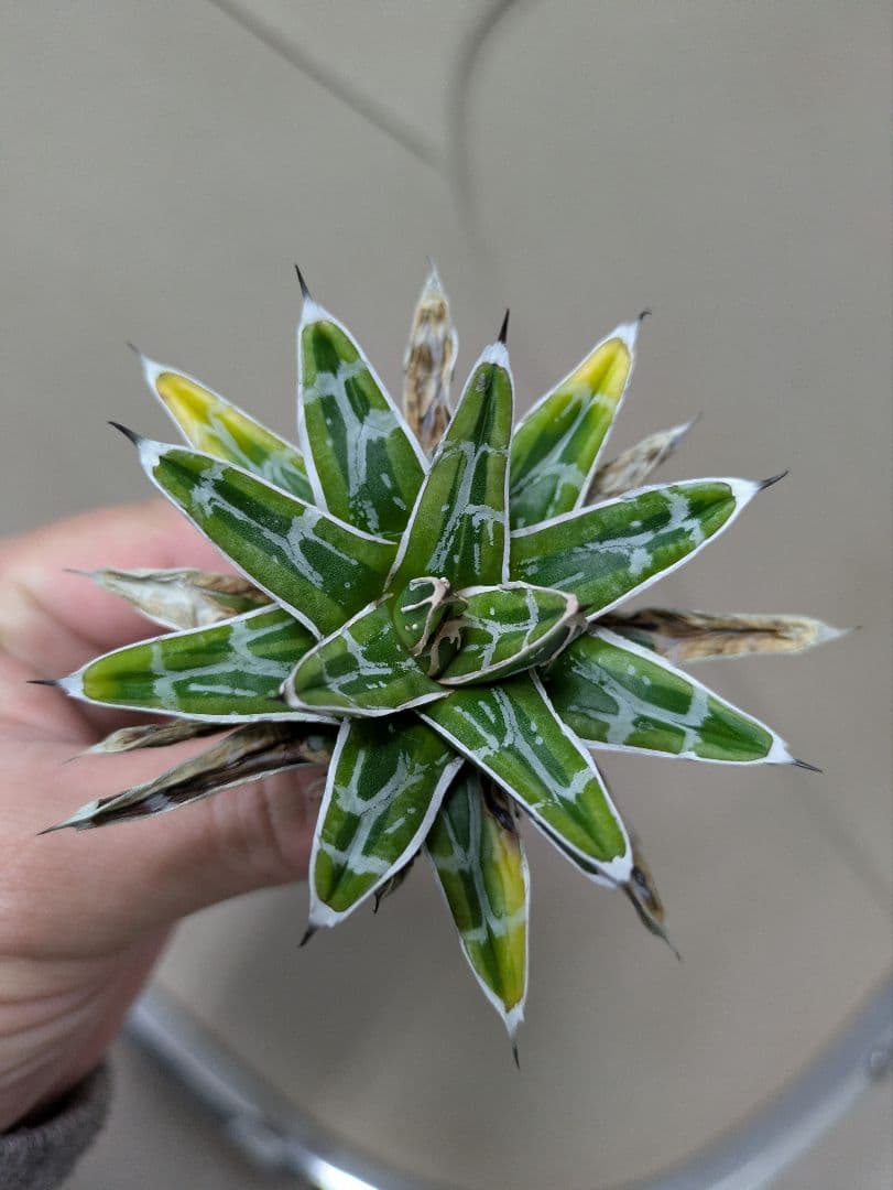 アガベ 　姫笹の雪斑入り　希少　姫笹の雪　子株付き