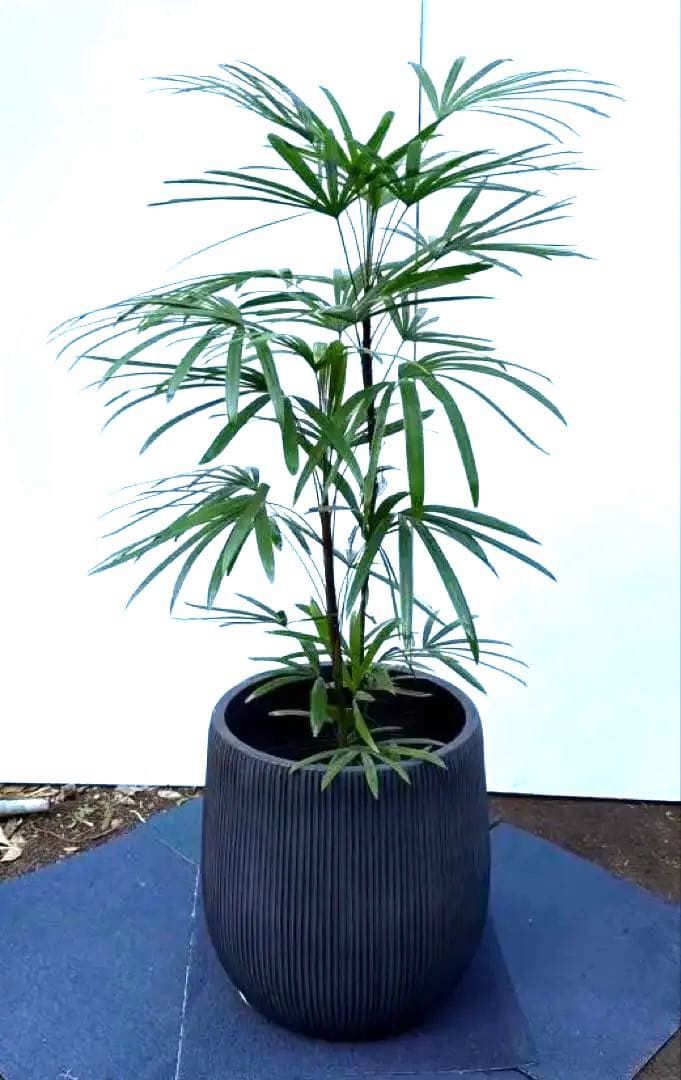 美品‼️棕櫚竹　シュロチク