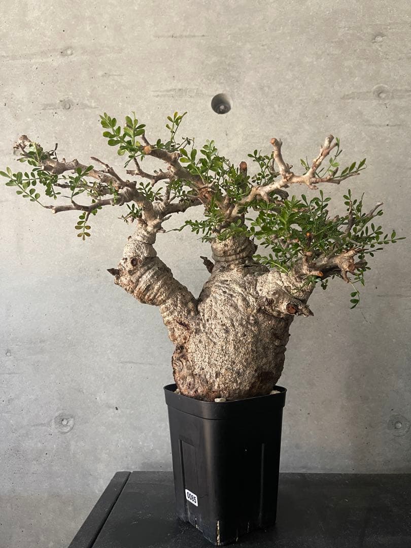 オペルクリカリアパキプス現地中型 発根済