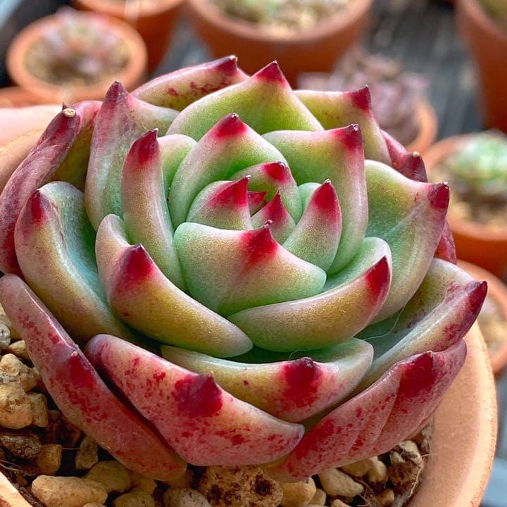 ブルードラゴン