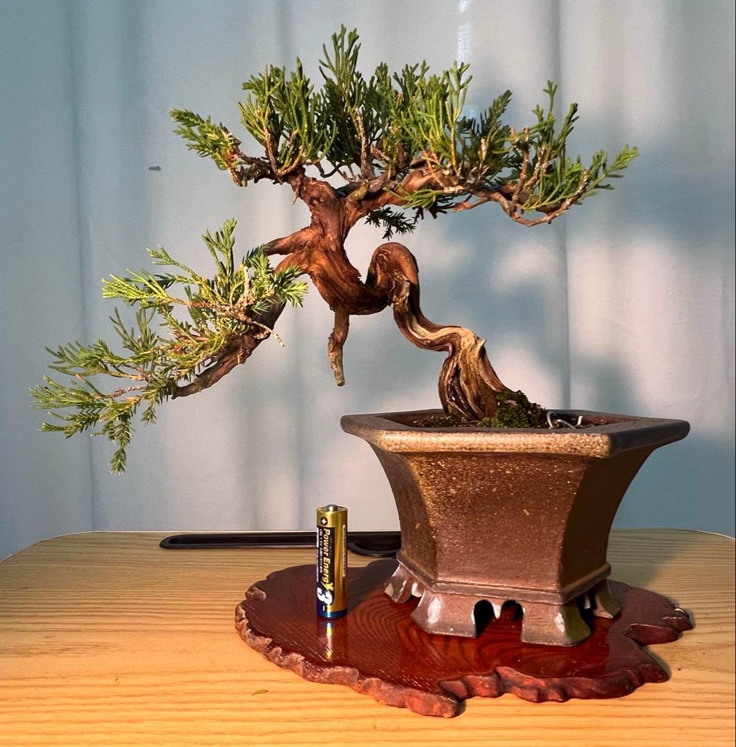 真柏　古木　鉢かっこいいです