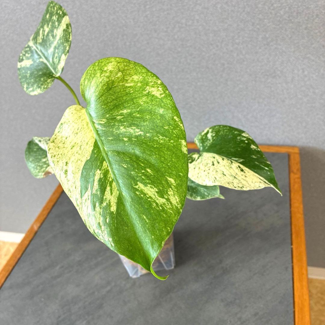 超希少❗️モンステラ　ホワイトモンスター　クンゾーオリジナル✨