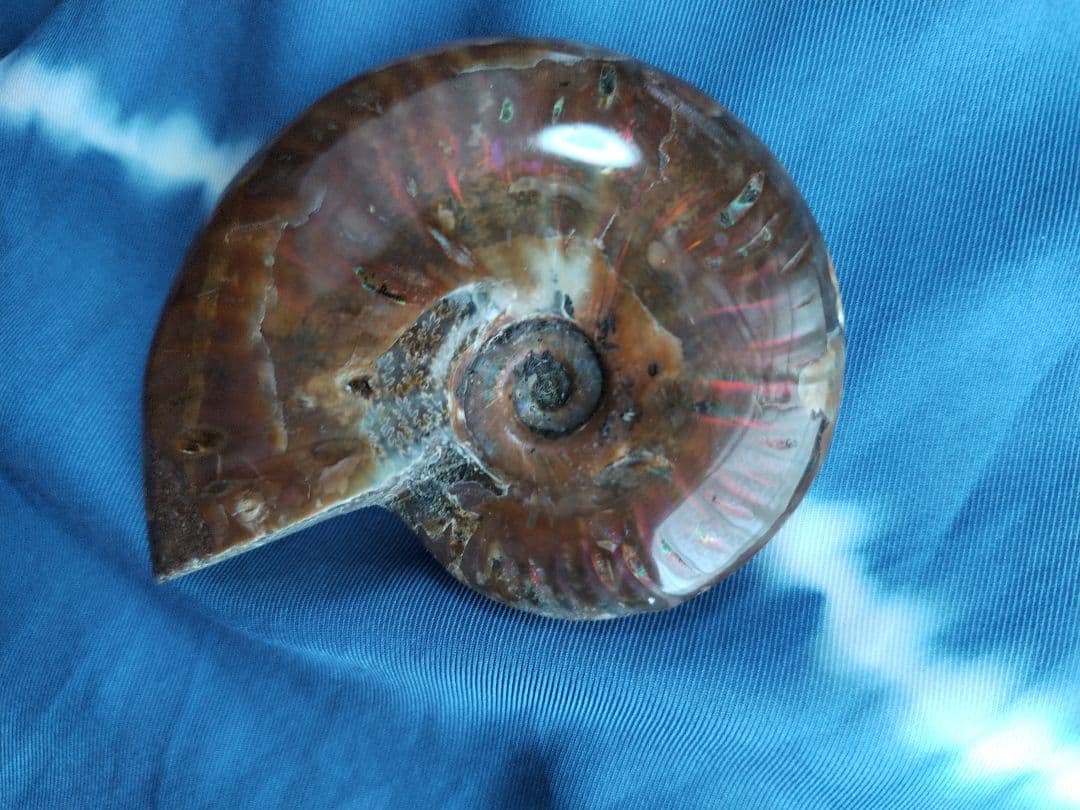 アンモナイト化石　Ammonite