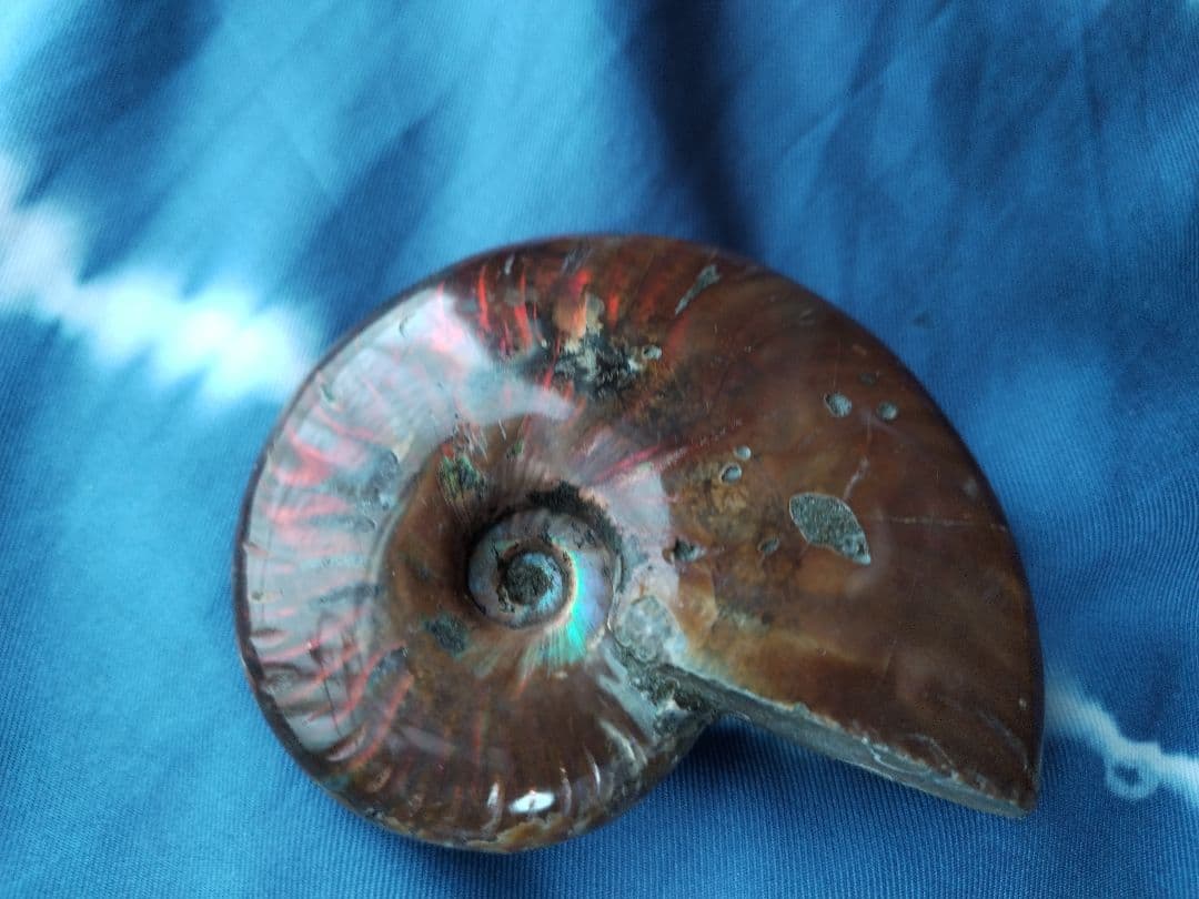 アンモナイト化石　Ammonite