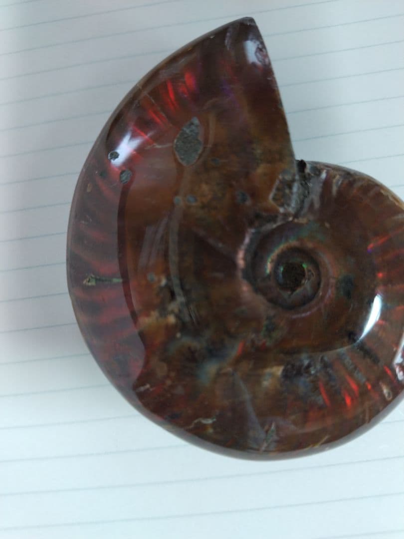 アンモナイト化石　Ammonite