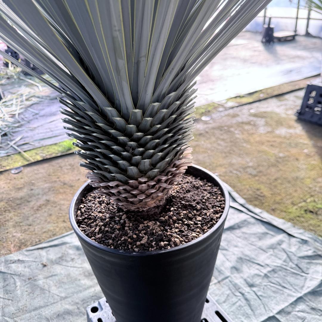 【AL1112】ユッカ　ロストラータ　超美形