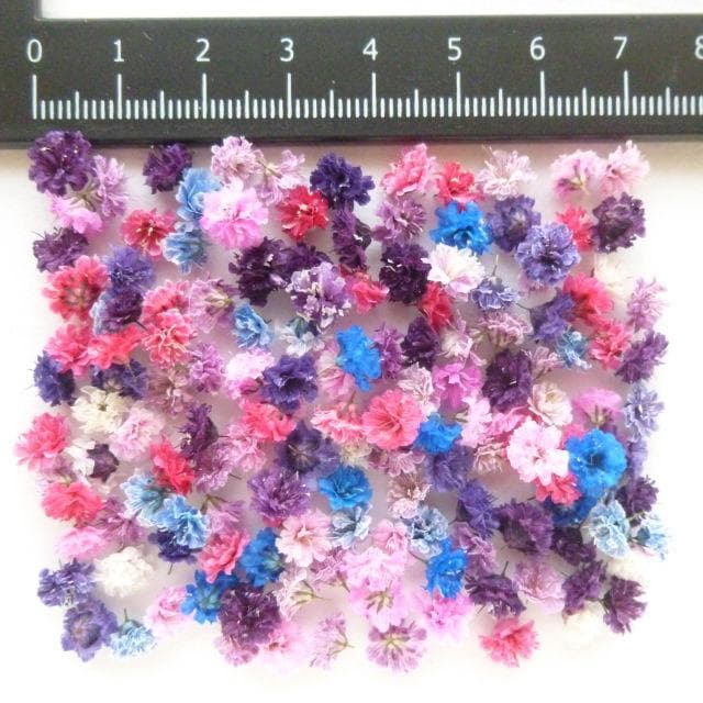 パール‎‎様【訳あり】かすみ草♡（ 842 ドライフラワー パーツ レジン)