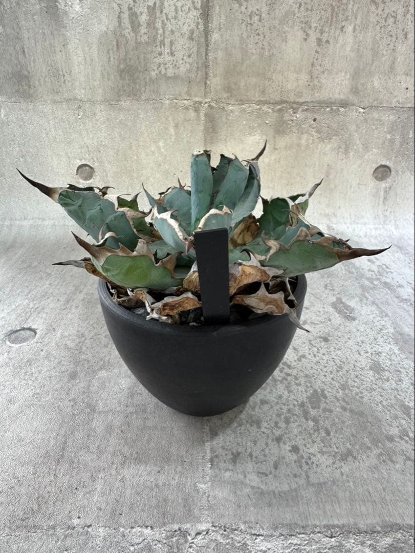 アガベ チタノタ b&b 鉢付き