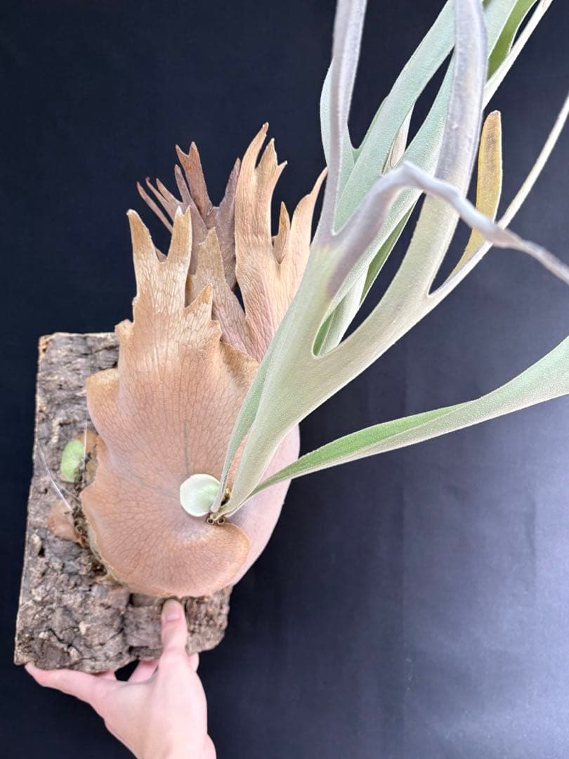 ビカクシダ ベイチー　Platycerium veitchii 大株