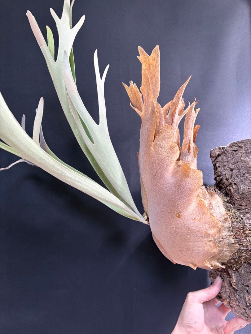 ビカクシダ ベイチー　Platycerium veitchii 大株