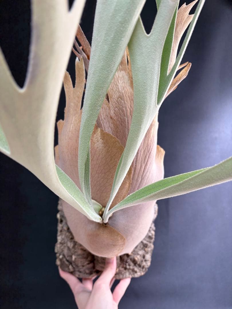 ビカクシダ ベイチー　Platycerium veitchii 大株