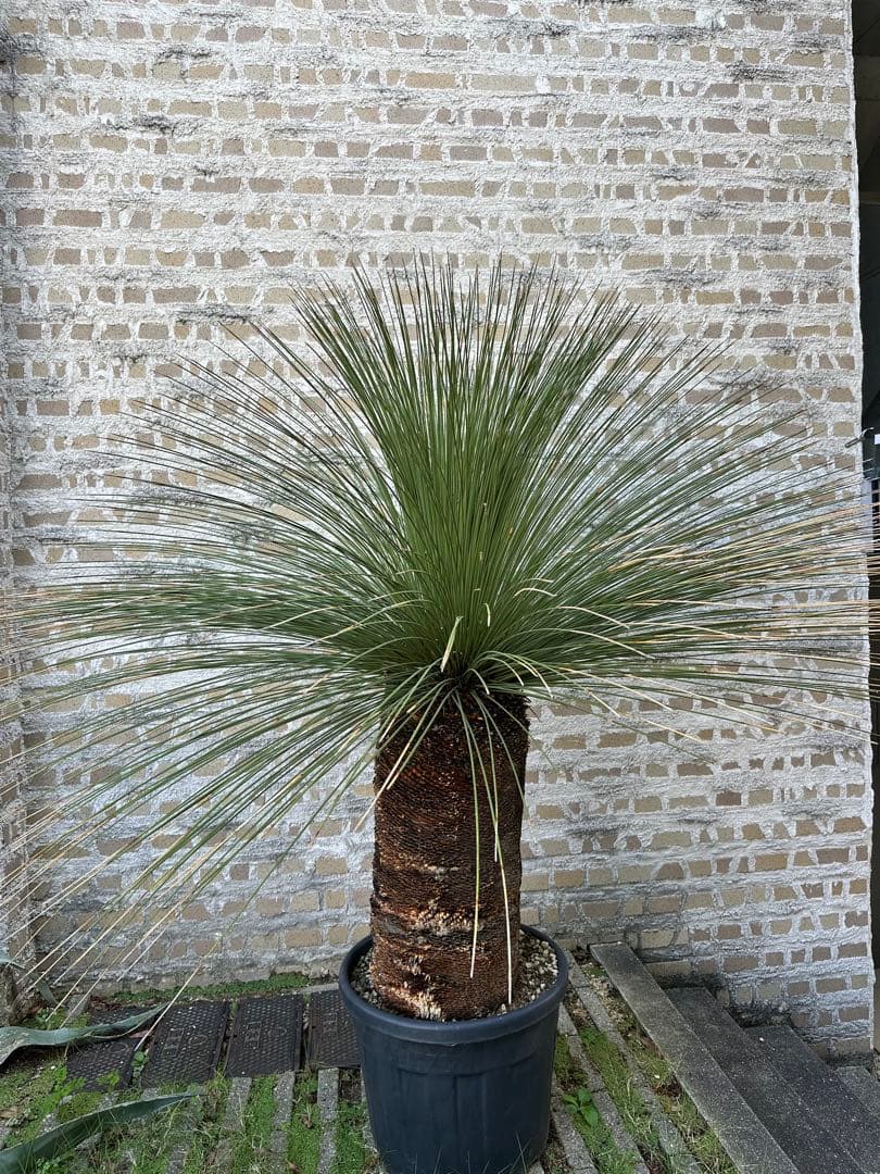 ダシリリオン　・ロンギシマム　H210cm以上