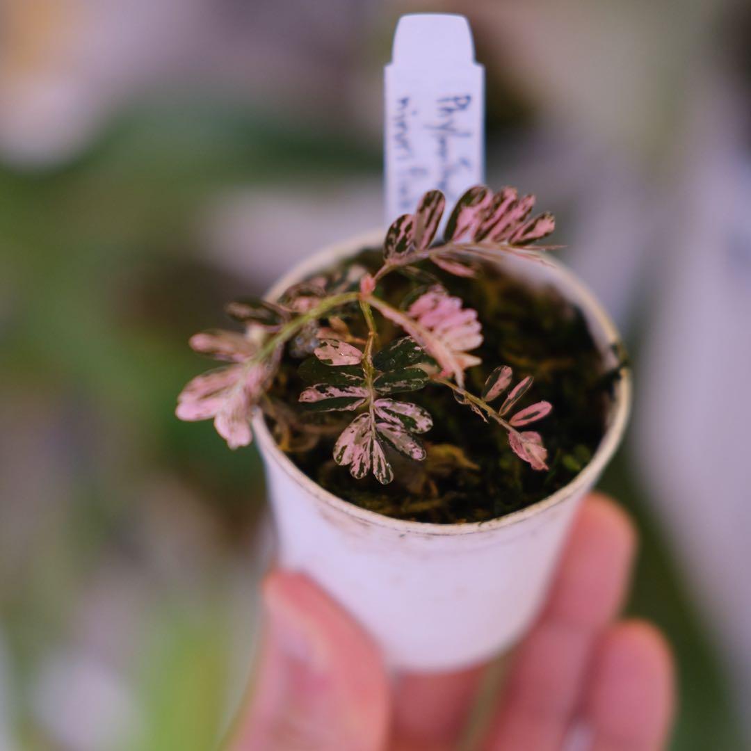 Phyllanthus urinaria Pink｜フィランサス・ウリナリア