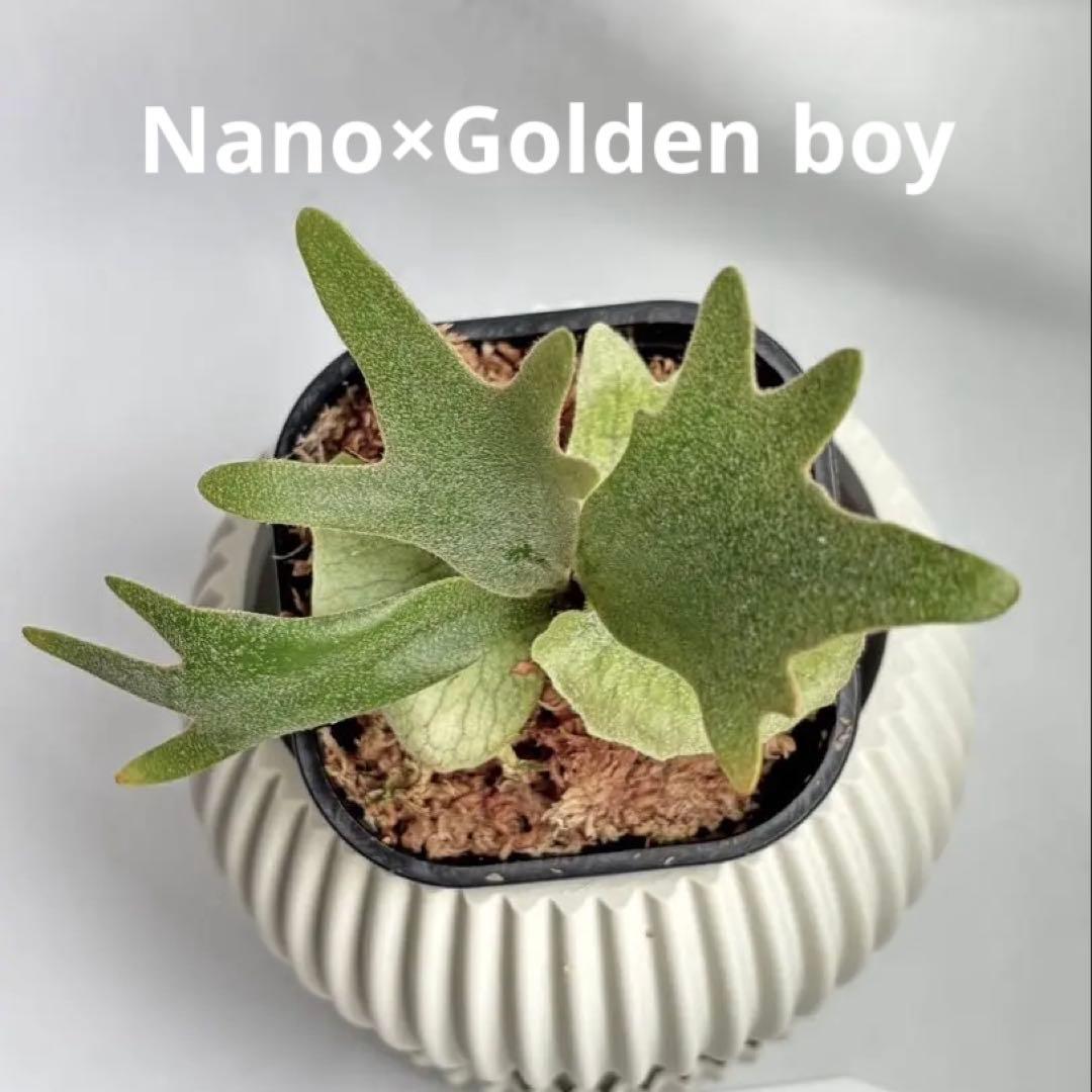 【メルカリ便】P. willinckii Nano×Golden boy 【62