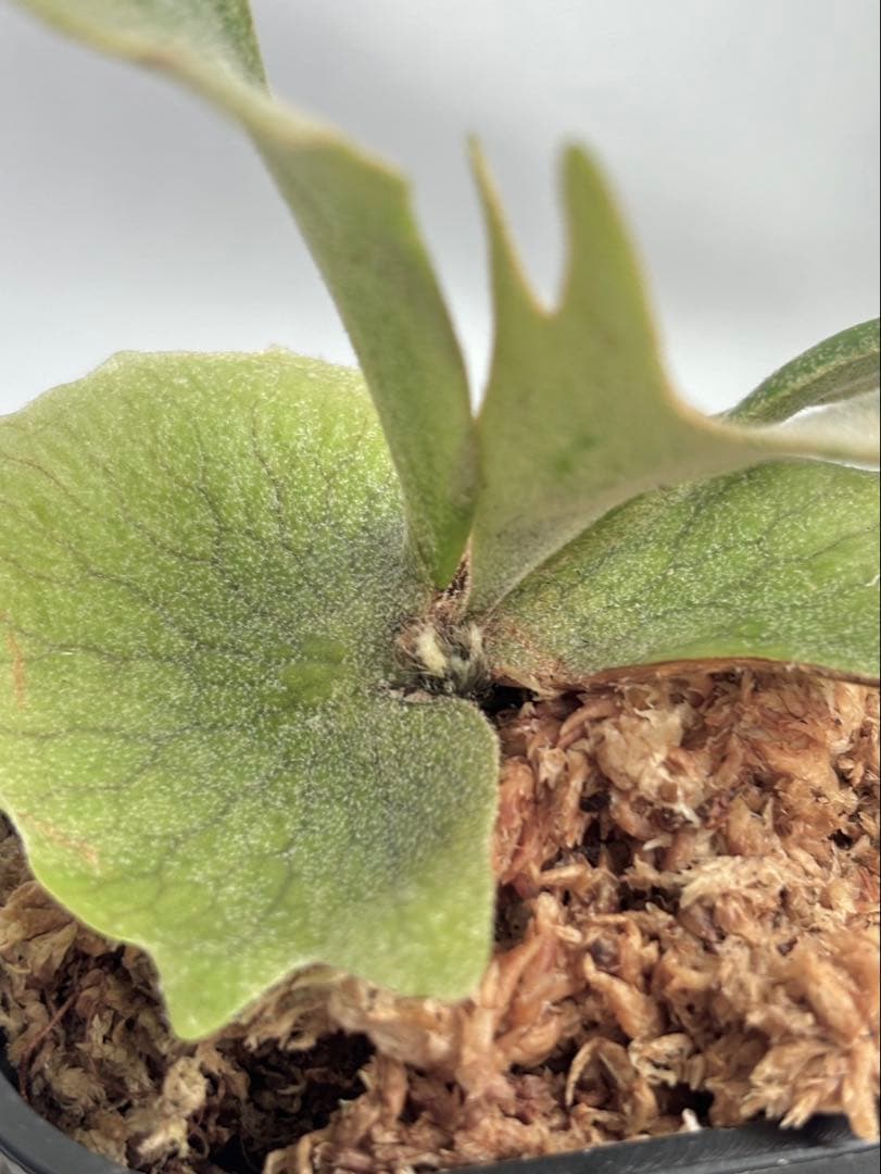 【メルカリ便】P. willinckii Nano×Golden boy 【62