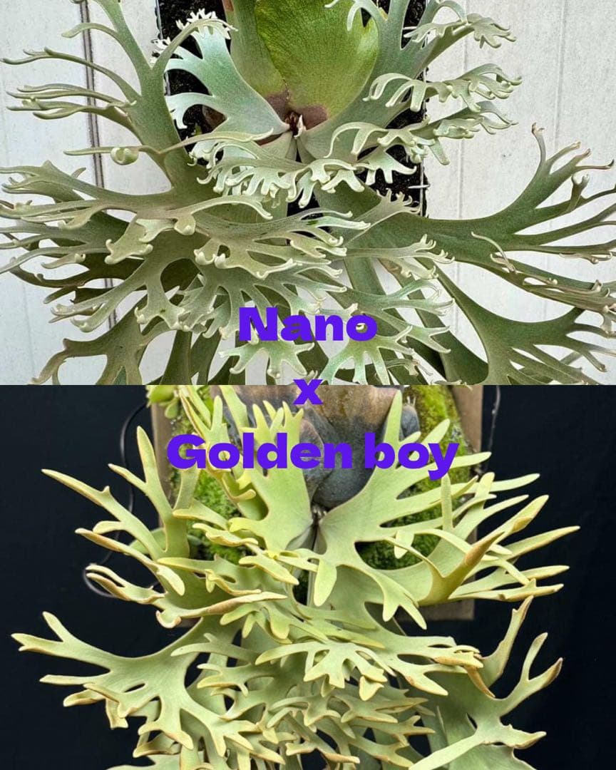 【メルカリ便】P. willinckii Nano×Golden boy 【62