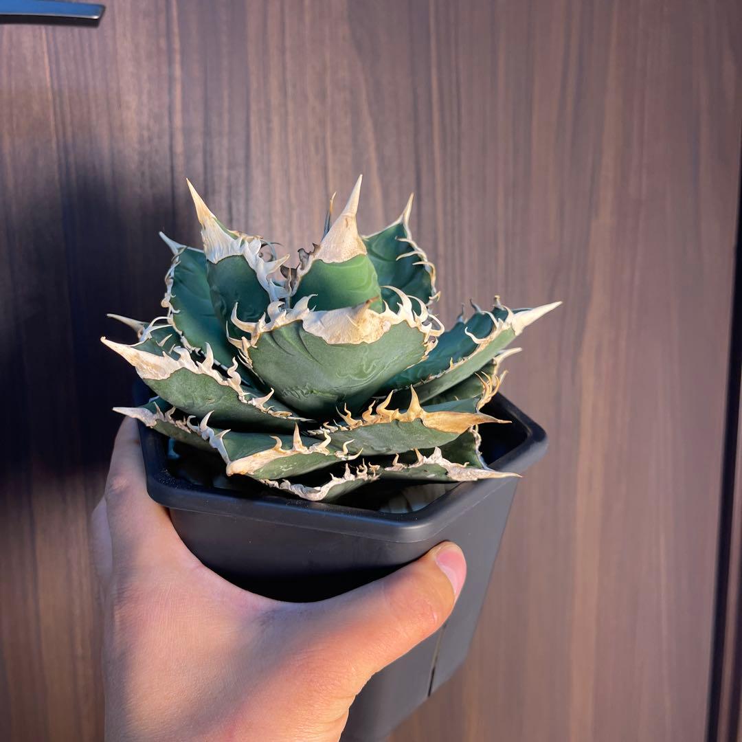 A025 アガベ オテロイ 実生