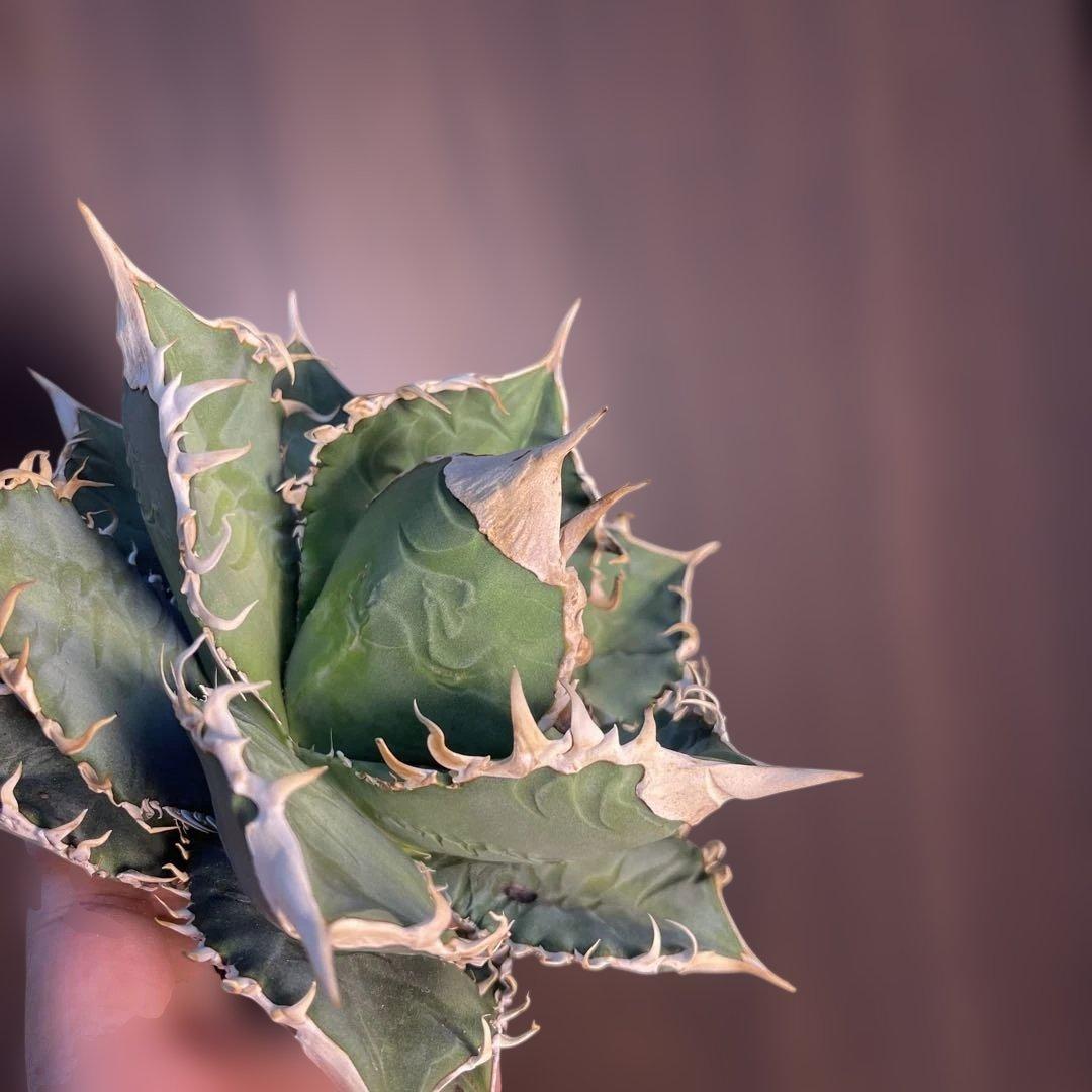 A025 アガベ オテロイ 実生