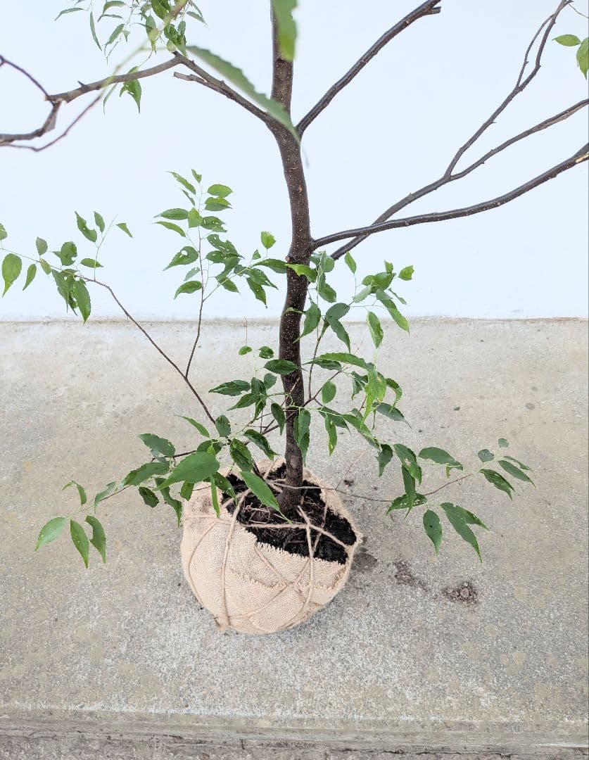 山採りハイノキ。単幹。