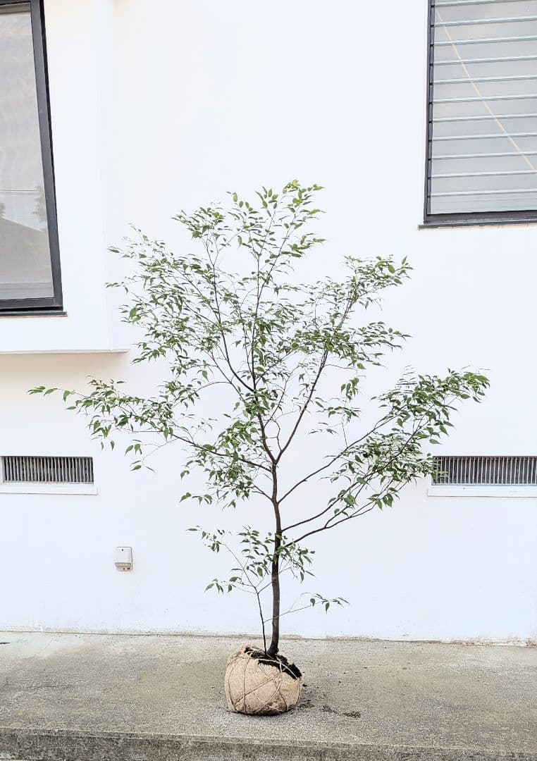 山採りハイノキ。単幹。