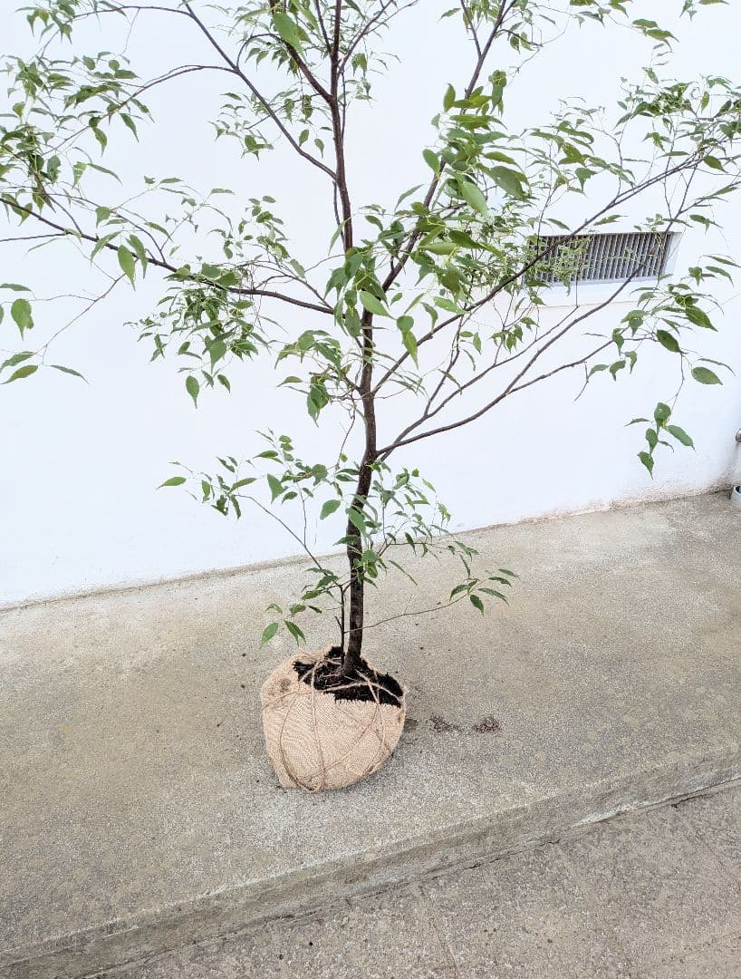 山採りハイノキ。単幹。