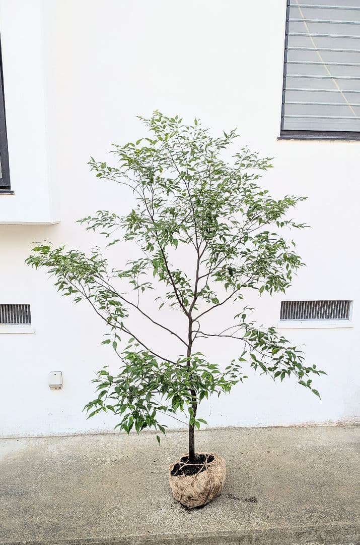 山採りハイノキ。単幹。