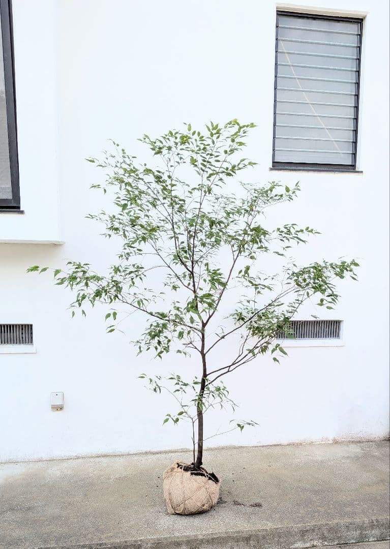 山採りハイノキ。単幹。