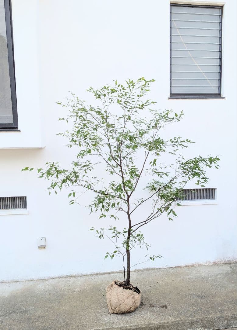 山採りハイノキ。単幹。