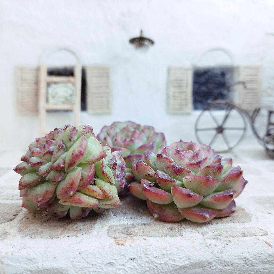 ルビー◎多肉植物 カット苗 韓国苗 エケベリア等