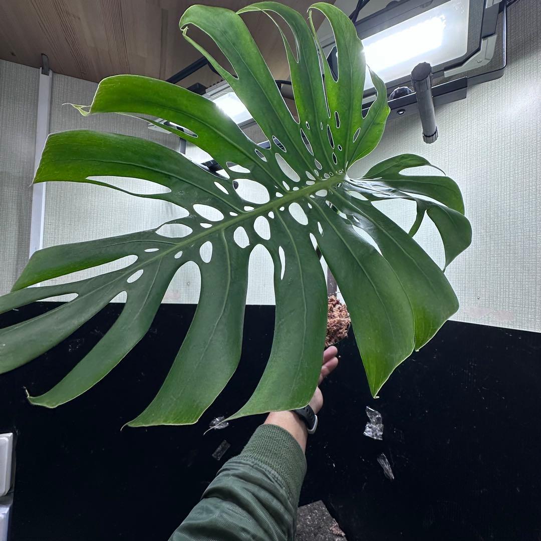 K*n様 モンステラデリシオーサマクロコズム超希少系統鉢植え66㎝