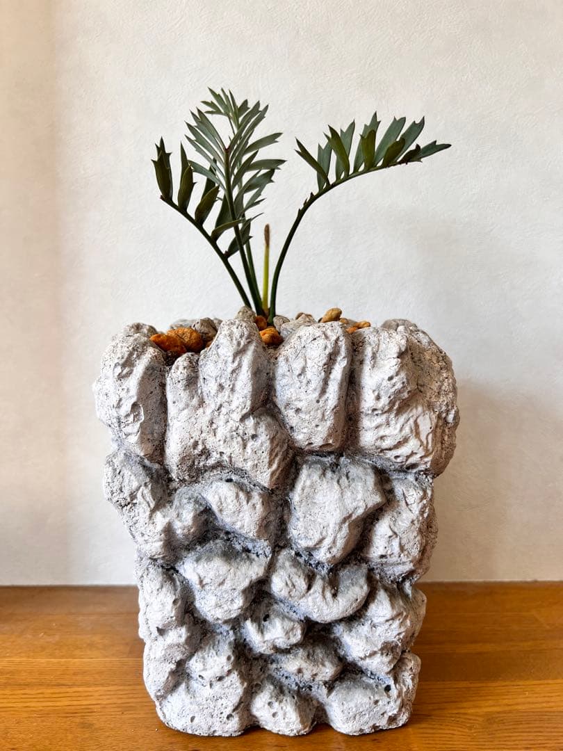 エンセファラルトス・ホリダス Encephalartos horridus