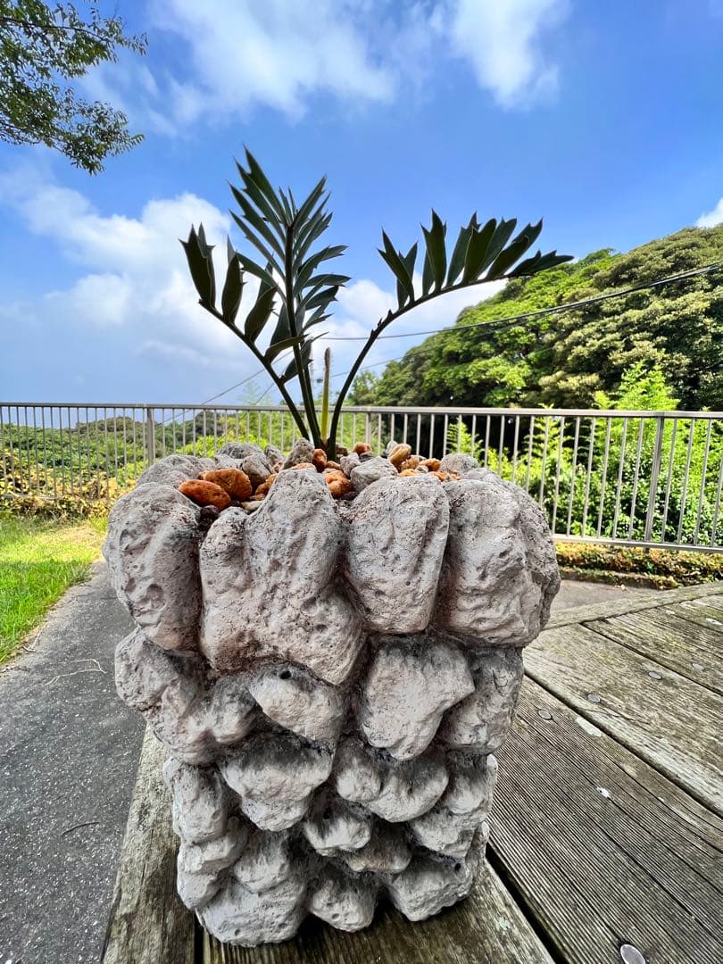 エンセファラルトス・ホリダス Encephalartos horridus