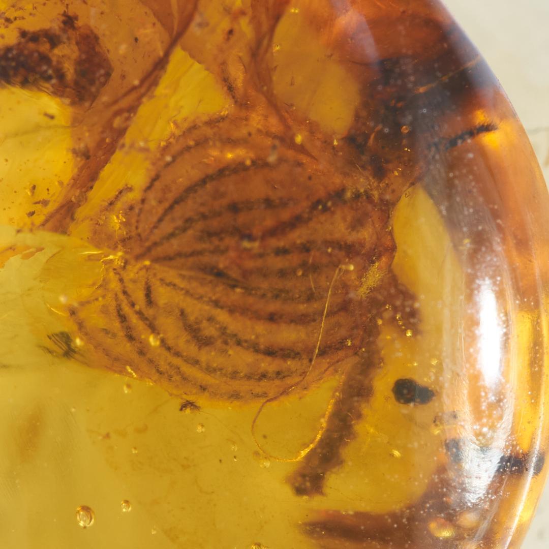 レア極上品 PA147虫入り琥珀化石　ミャンマーカムティかタナイ9900万年前