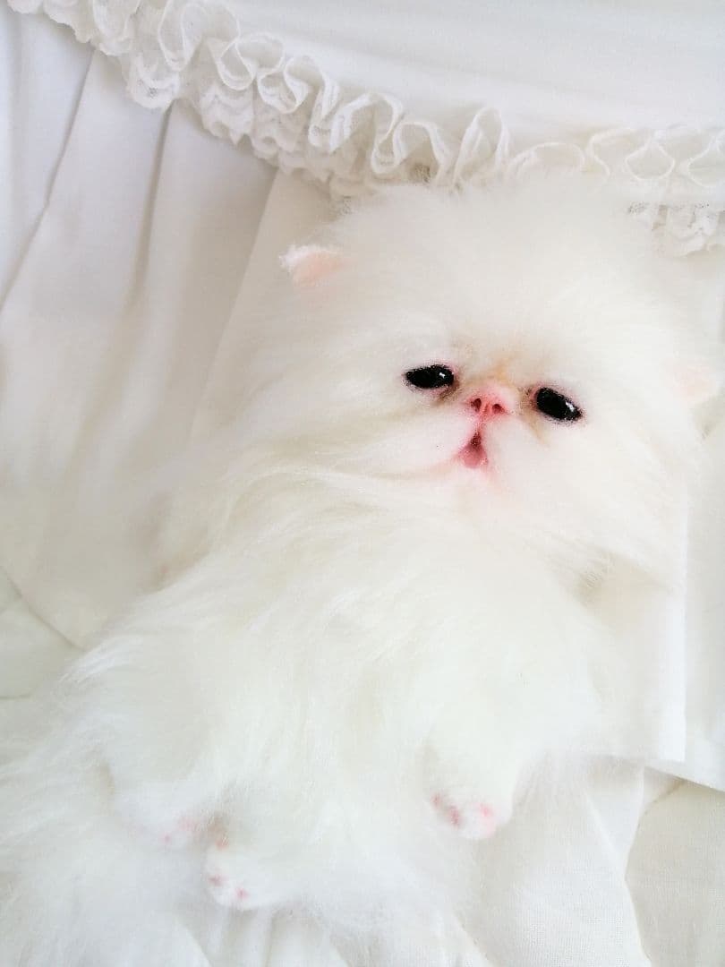 ポッケにゃん♡ベビー♡子猫ちゃん♡アートドール♡ぬいぐるみ♡