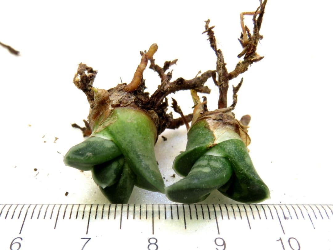 こちらは取引中ですアロエ　千代田錦　ぷくぷく赤ちゃん　多肉植物