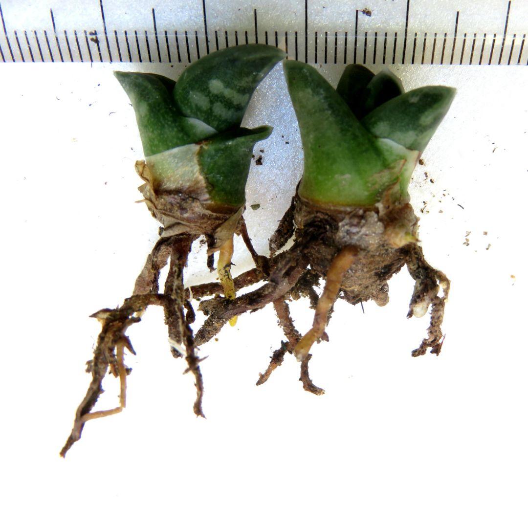 こちらは取引中ですアロエ　千代田錦　ぷくぷく赤ちゃん　多肉植物