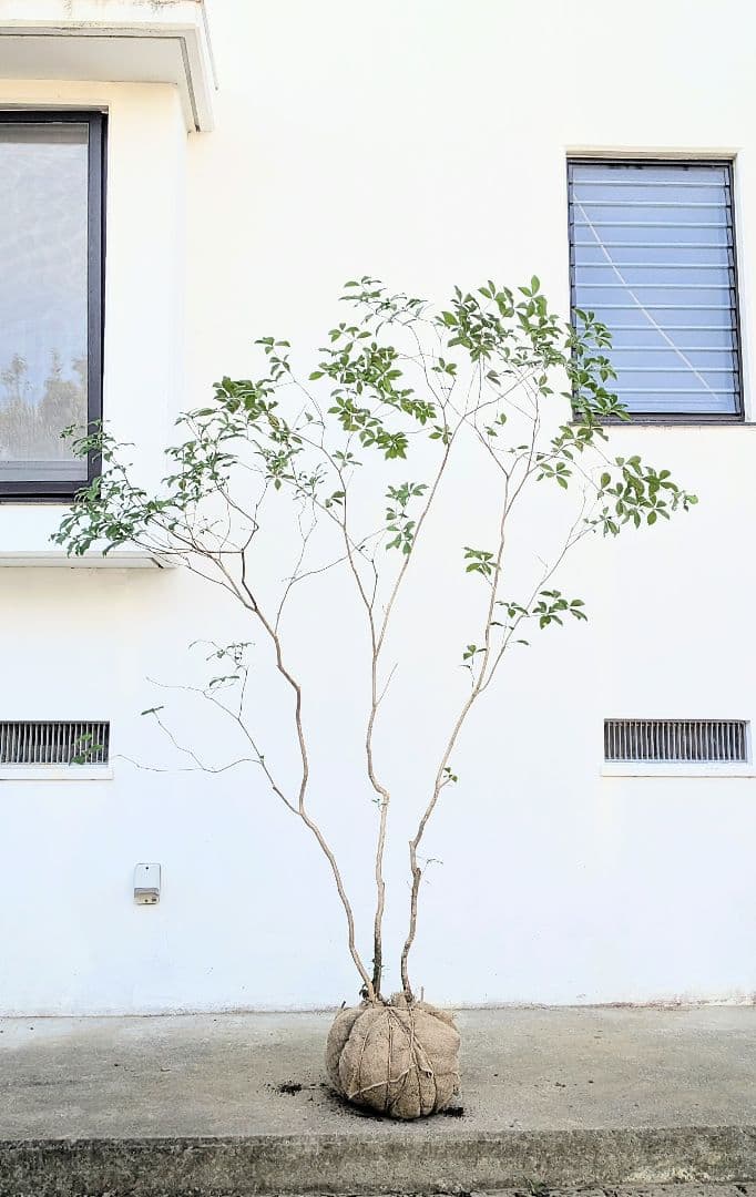 極美。山採りアセビ。