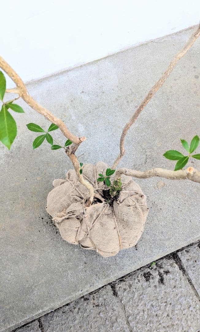 極美。山採りアセビ。