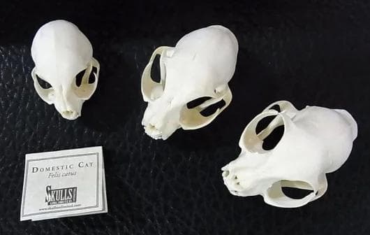 高品質！ネコの頭骨　３点セット　SKULLS UNLIMITED社