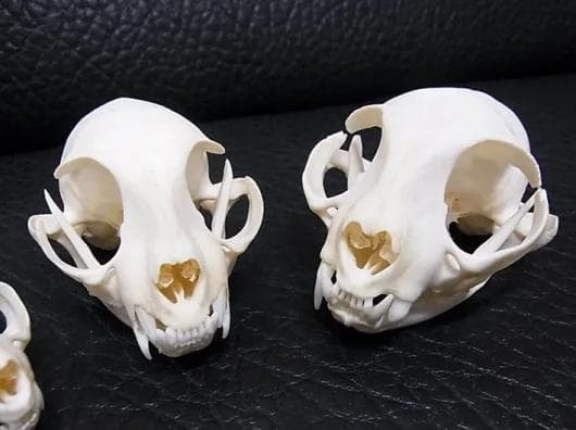 高品質！ネコの頭骨　３点セット　SKULLS UNLIMITED社