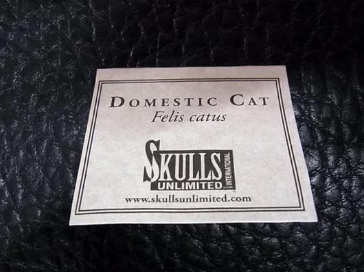 高品質！ネコの頭骨　３点セット　SKULLS UNLIMITED社