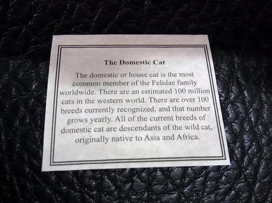 高品質！ネコの頭骨　３点セット　SKULLS UNLIMITED社