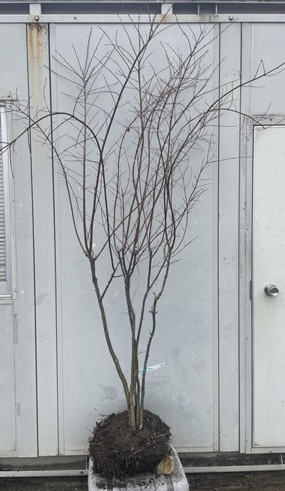 《現品》イロハモミジ　株立ち　樹高2.0ｍ（根鉢含まず）219【紅葉/苗木/植木