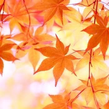 《現品》イロハモミジ　株立ち　樹高2.0ｍ（根鉢含まず）219【紅葉/苗木/植木